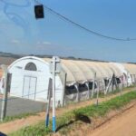 Carpa_2